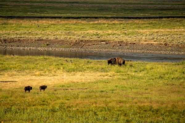 Bison [Bos bison]