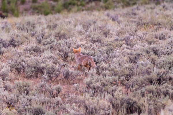 Kojote [Canis latrans]