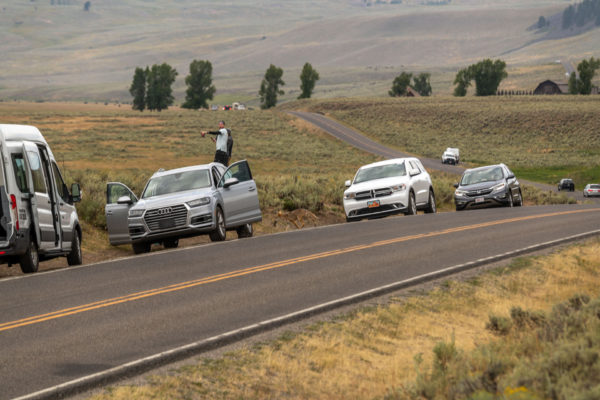 Wildlife watching im Yellowstone Nationalpark