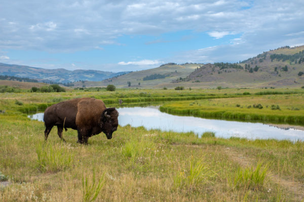 Bison [Bos bison]