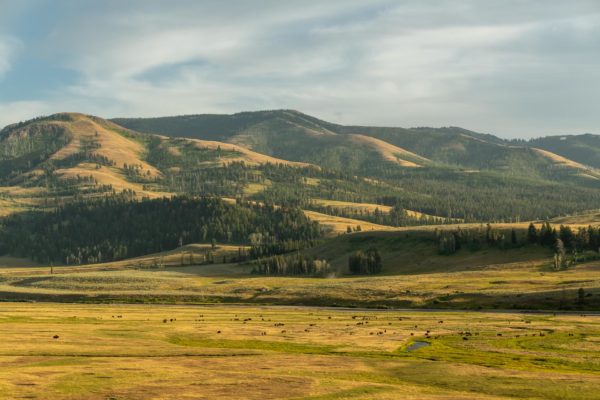 Lamar Valley