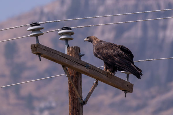 Steinadler [Aquila chrysaetos]