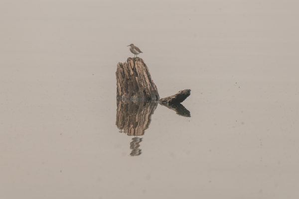 Bergstrandläufer [Calidris mauri]