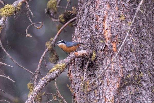 Kanadakleiber [Sitta canadensis]