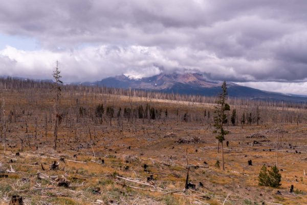 Eine Landschaft Jahre nach dem Waldbrand