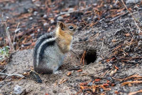 Goldmantelziesel, Golden-manteld Ground Squirrel [Spermophilus lateralis]