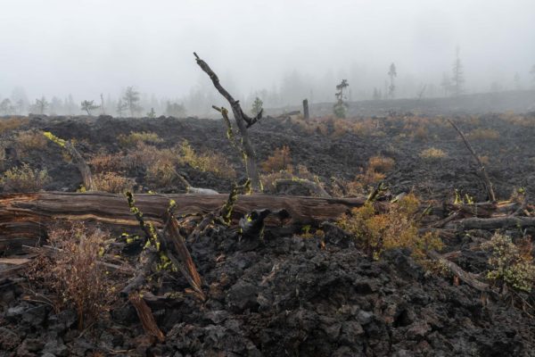 Lava Cast Forest