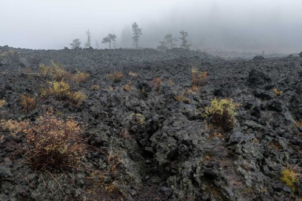 Lava Cast Forest