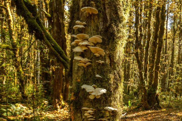 Olympic National Forest