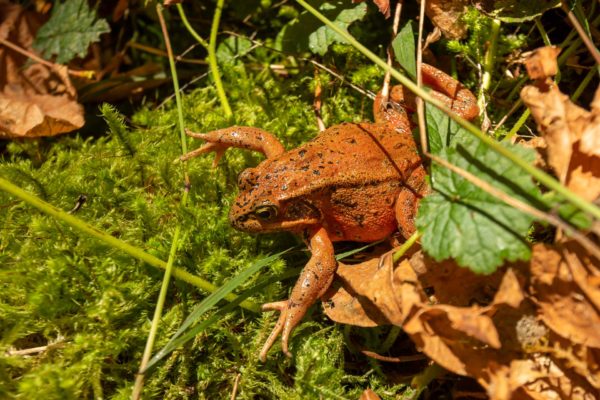 Red-legged frog [Rana aurora]