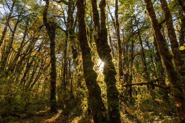 Olympic National Forest