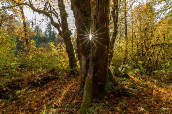 Olympic National Forest