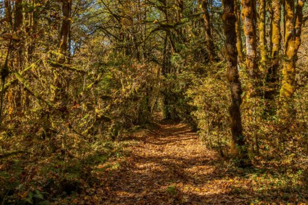 Waldweg