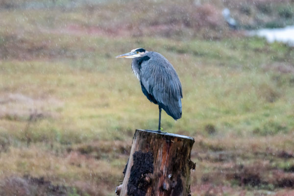 Kanadareiher [Ardea herodias]