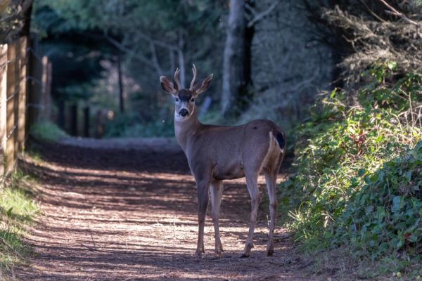 Maultierhirsch [Odocoileus hemionus]