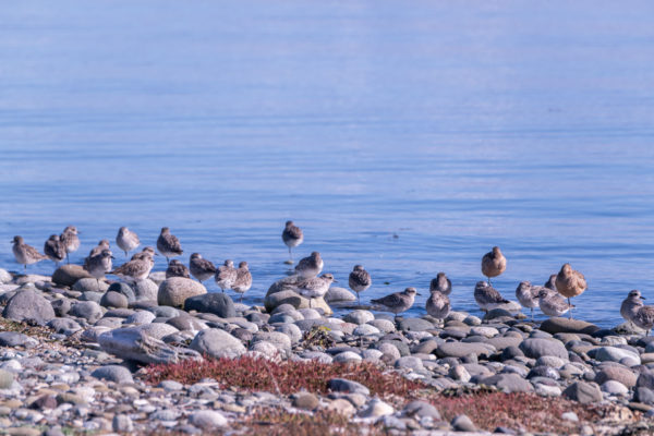 Kiebitzregenpfeifer [Pluvialis squatarola]