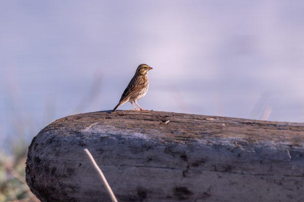 Grasammer [Passerculus sandwichensis]