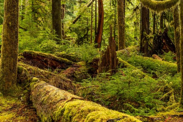 Sol Duc Regenwald