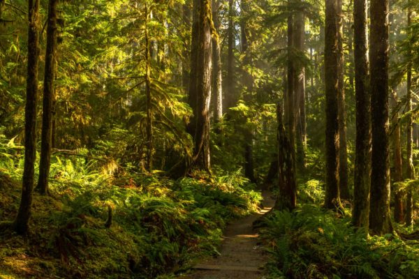 Olympic National Forest