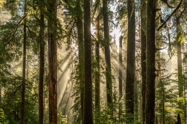 Sol Duc Regenwald