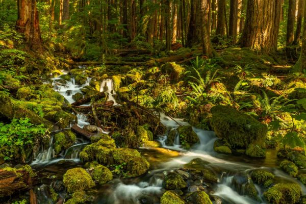 Sol Duc Regenwald