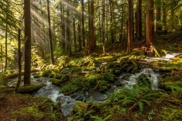 Sol Duc Regenwald