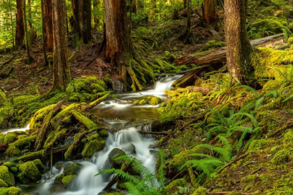 Sol Duc Regenwald