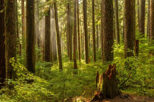 Sol Duc Regenwald