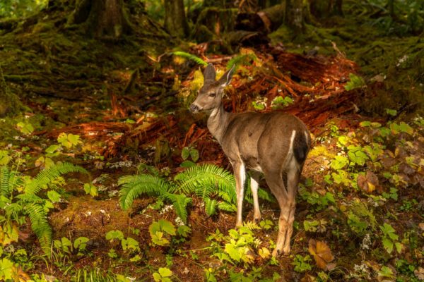 Maultierhirsch [Odocoileus hemionus]