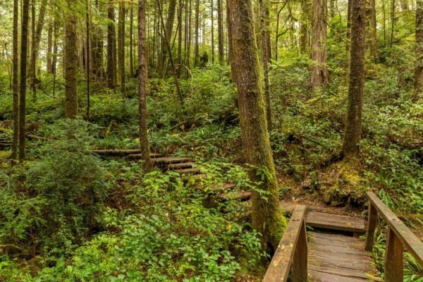 Weg durch den Ozette Wald