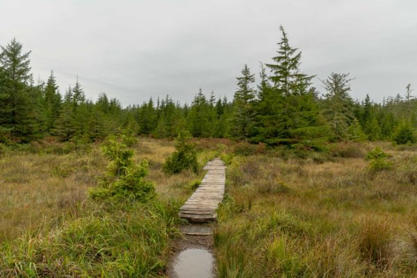 Weg durch den Ozette Wald