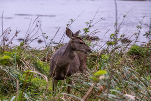 Maultierhirsch [Odocoileus hemionus]