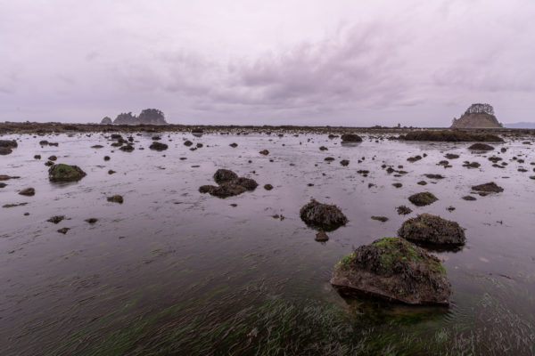 Cape Alava