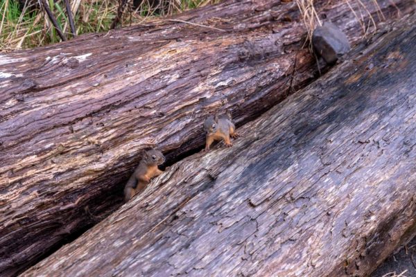 Douglas-Hörnchen [Tamiasciurus douglasii]