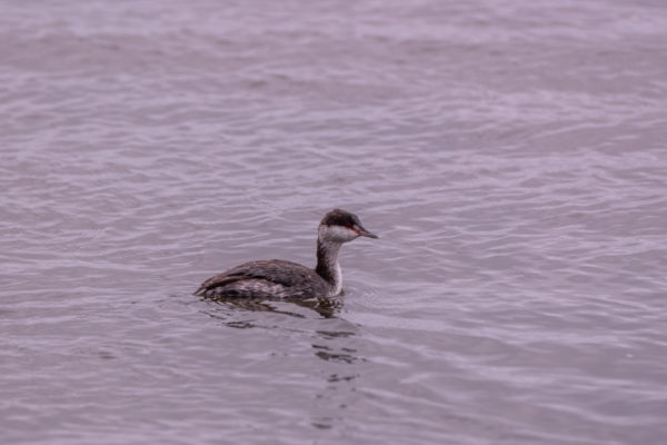 Ohrentaucher [Podiceps auritus]