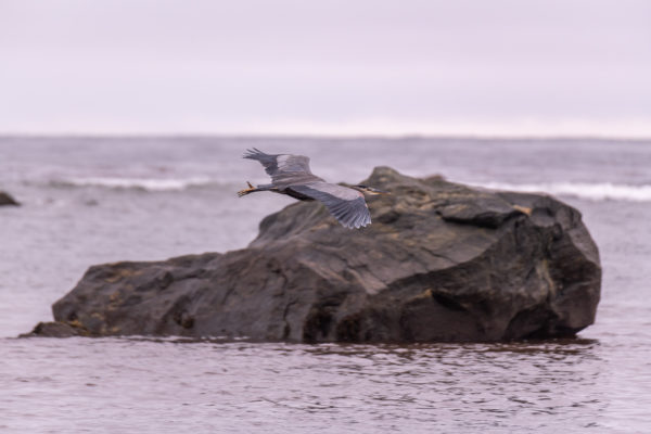 Kanadareiher [Ardea herodias]