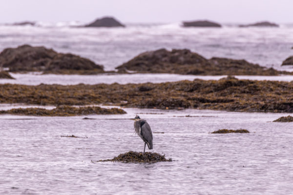 Kanadareiher [Ardea herodias]