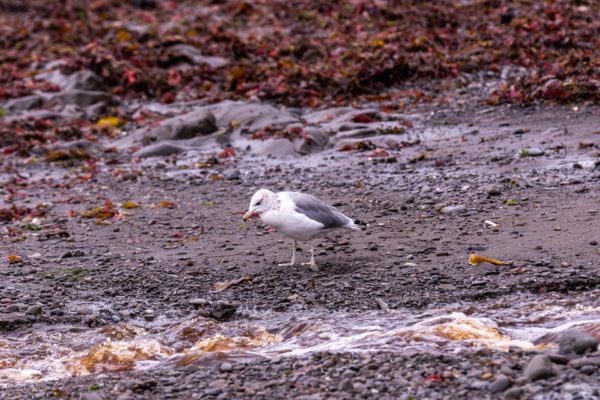 Westmöwe [Larus occidentalis]