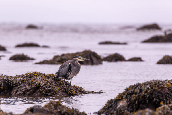 Kanadareiher [Ardea herodias]