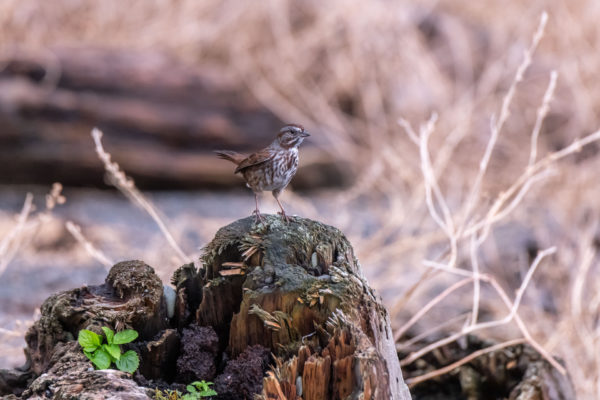 Zaunkönig [Troglodytes troglodytes]