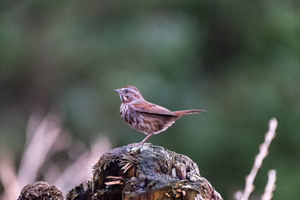 Zaunkönig [Troglodytes troglodytes]