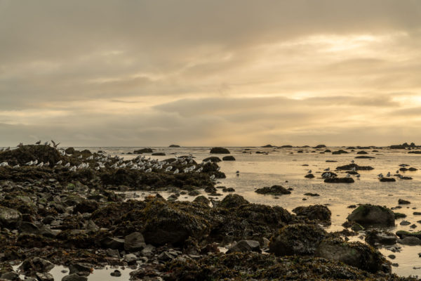 Cape Alava