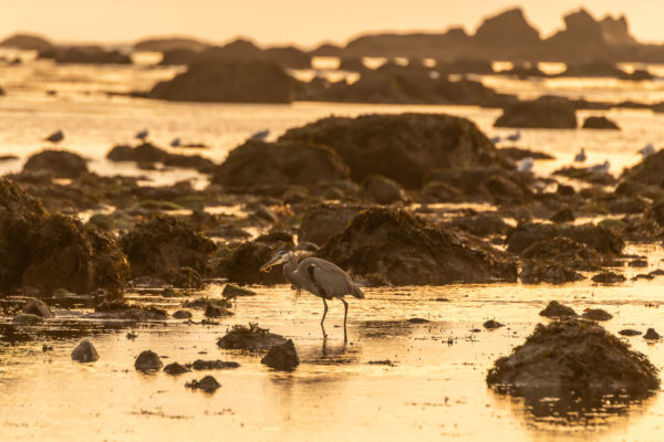 Kanadareiher [Ardea herodias]