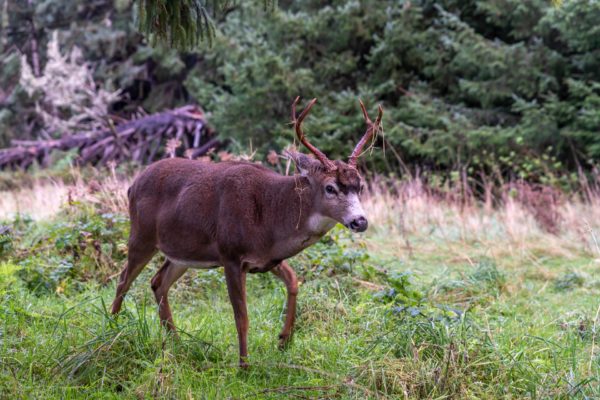 Maultierhirsch [Odocoileus hemionus]