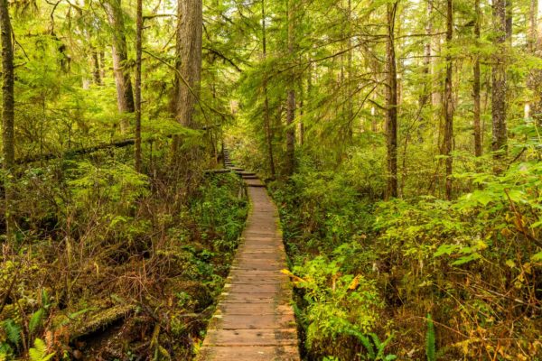 Weg durch den Ozette Wald