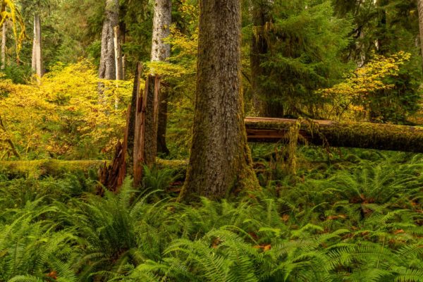 Sitka-Fichte [Picea sitchensis] bis zu 100 Meter hoch