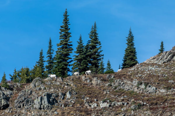 Mountain Goat [Oreamnos americanus]