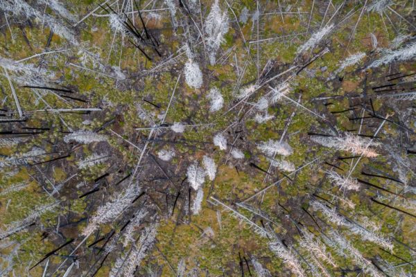 Verbrannter Wald am Bergfuss