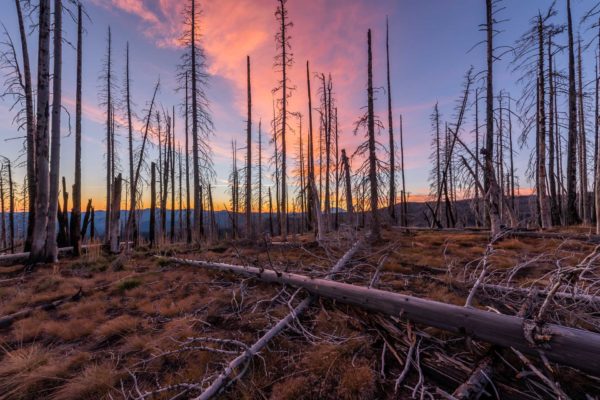 Verbrannter Wald rund um den Mt Adams