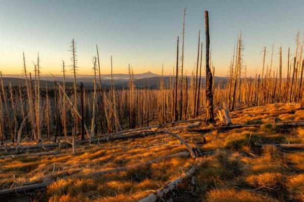 Verbrannter Wald rund um den Mt Adams